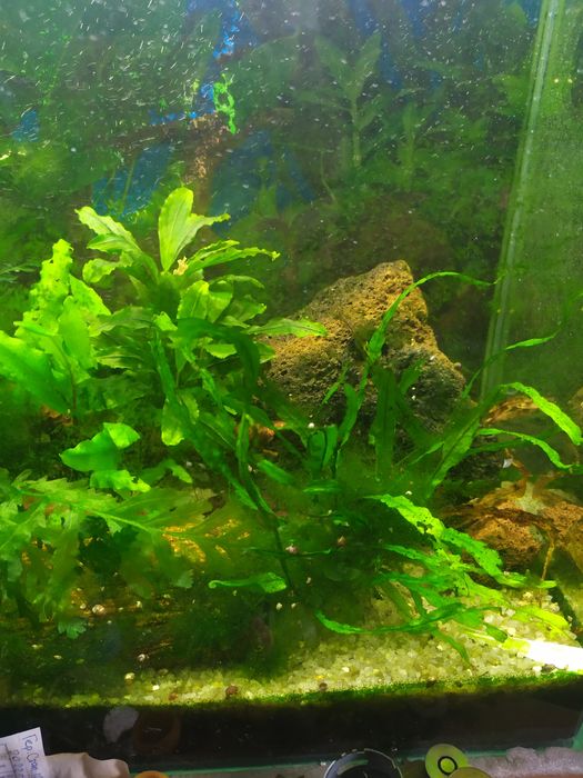 Аквариум со светильником и компрессором