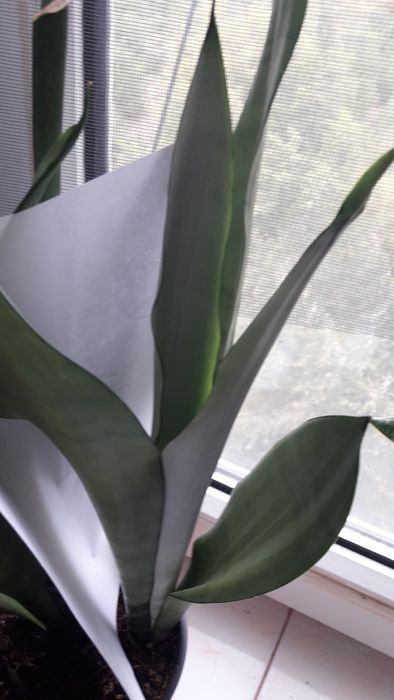 Сансевиерия муншайн сильвер мун, аубрутиана