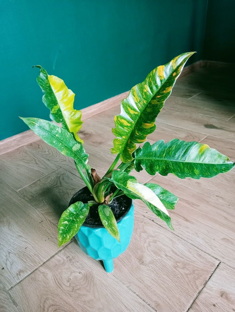 Philodendron ring of fire