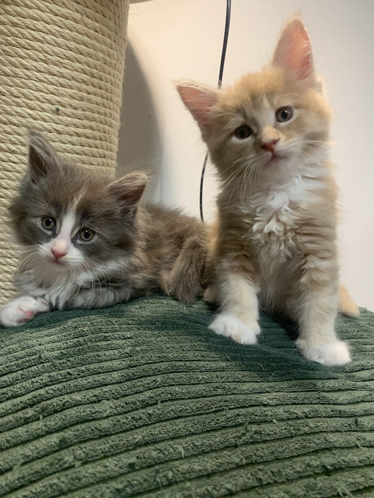 Rezerwacja Kocięta koty i kocice Maine Coon