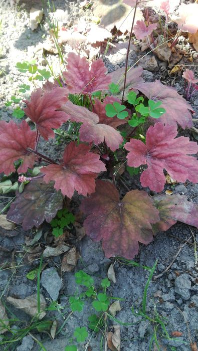 Гейхеры со сврего сада