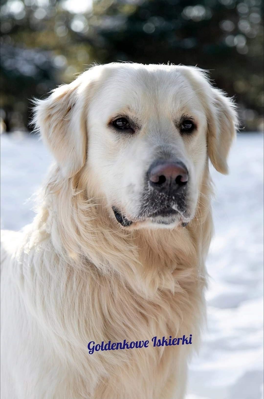 REPRODUKTOR  Golden Retriever z Certyfikatem CZYSTEJ RASY