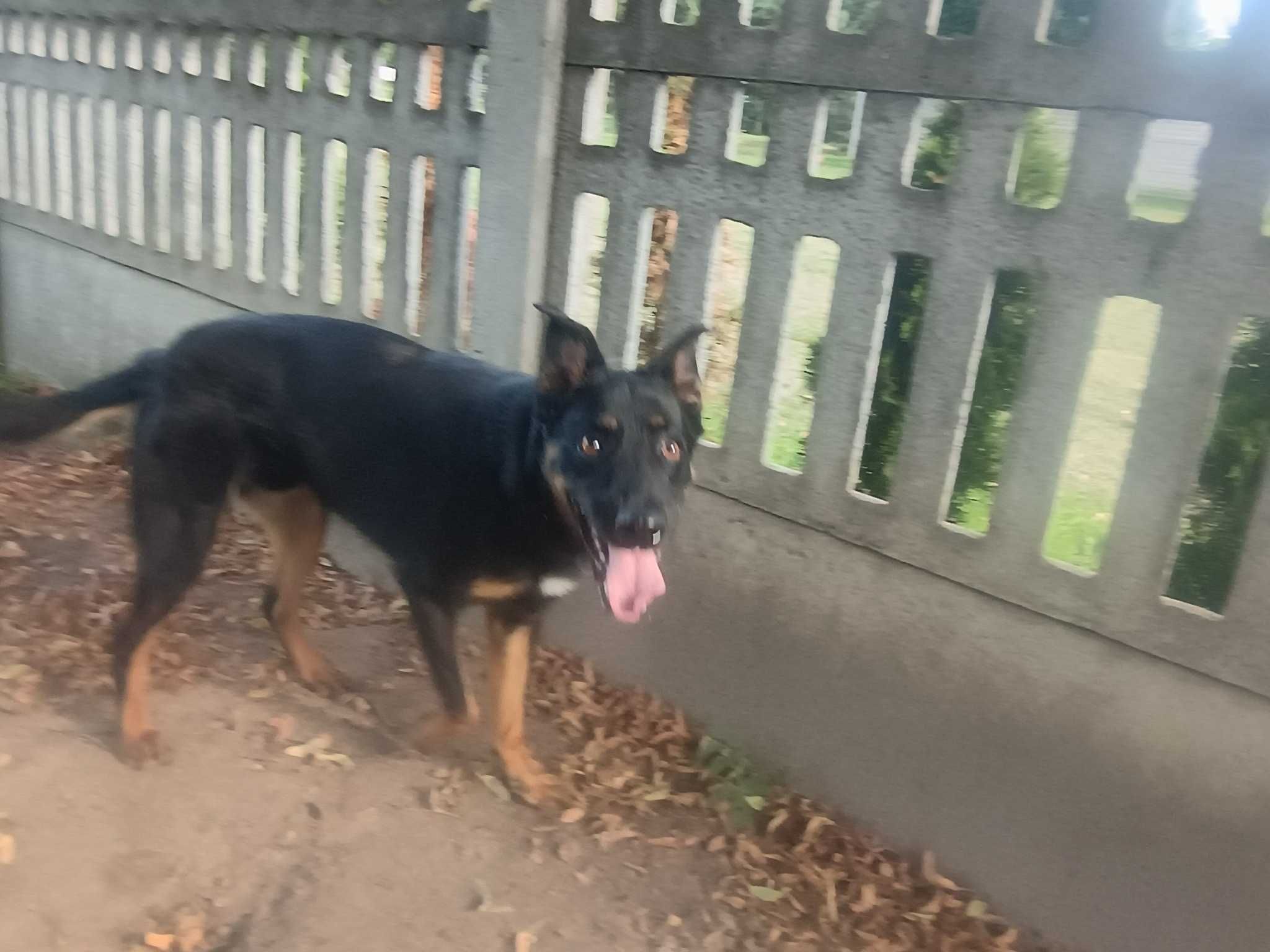 Pimpek ok roczny psiak o bursztynowych ślepkach czeka na dom Bełchatów