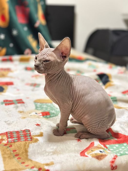 Sphynx cor lilac maravilhoso