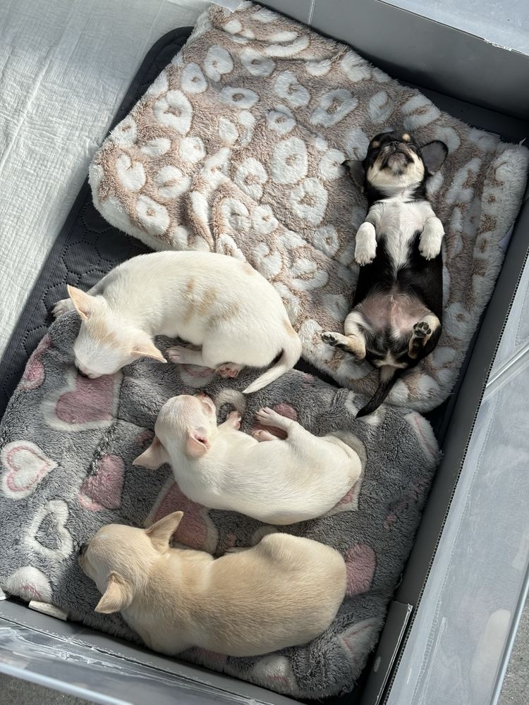 Biały maleńki piesek chihuahua rodowód ZKwP FCI