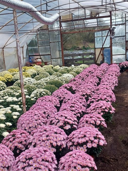 Chryzantemy drobnokwiatowe