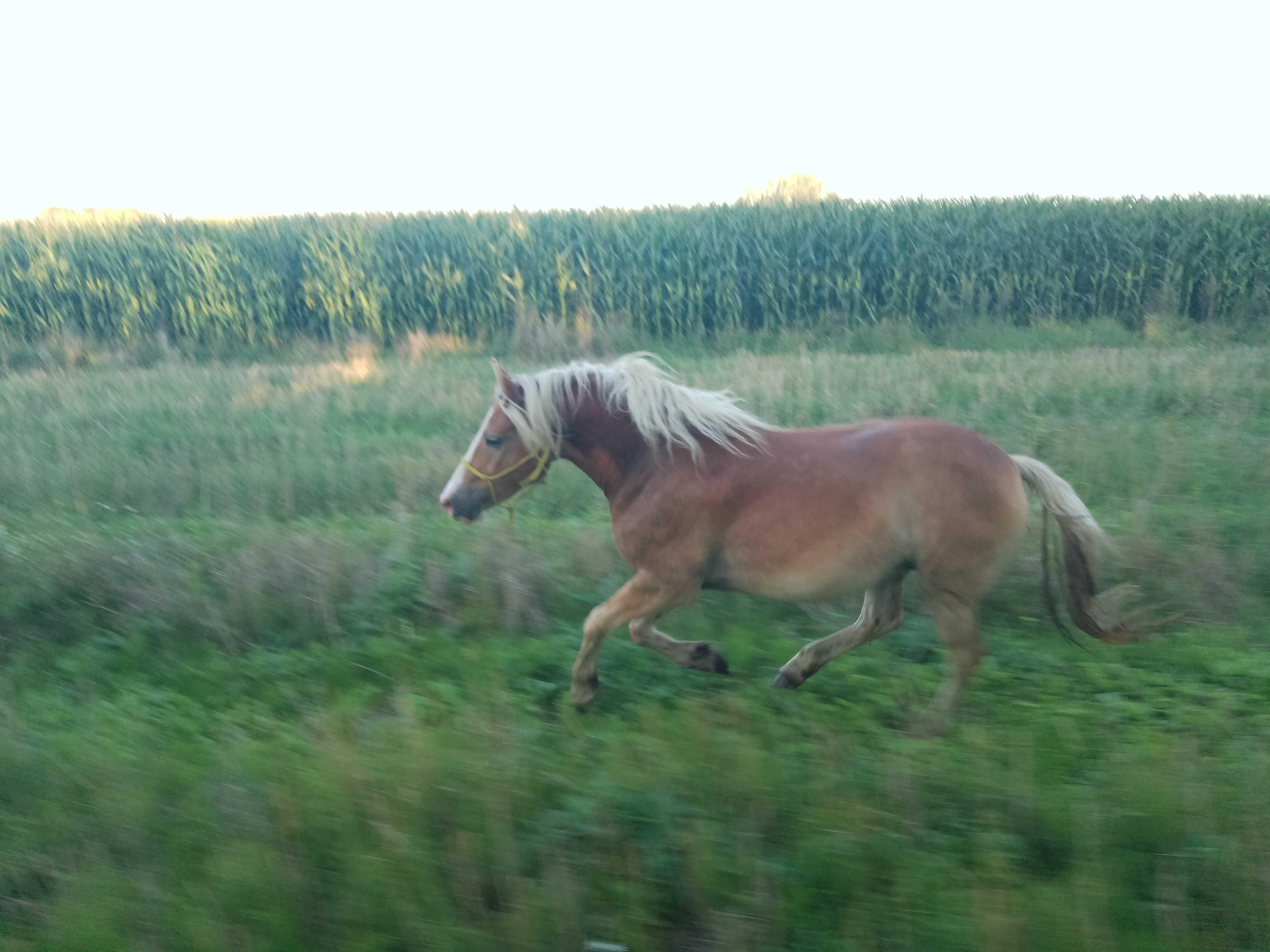 Cudowny haflinger, tylko w dobre ręce.