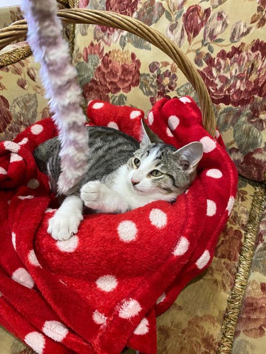 Charlie com 4 meses procura família para a vida