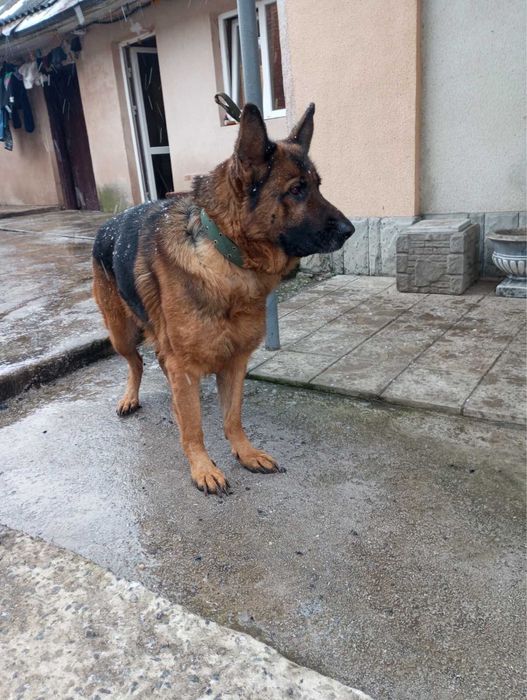 Німецька вівчарка