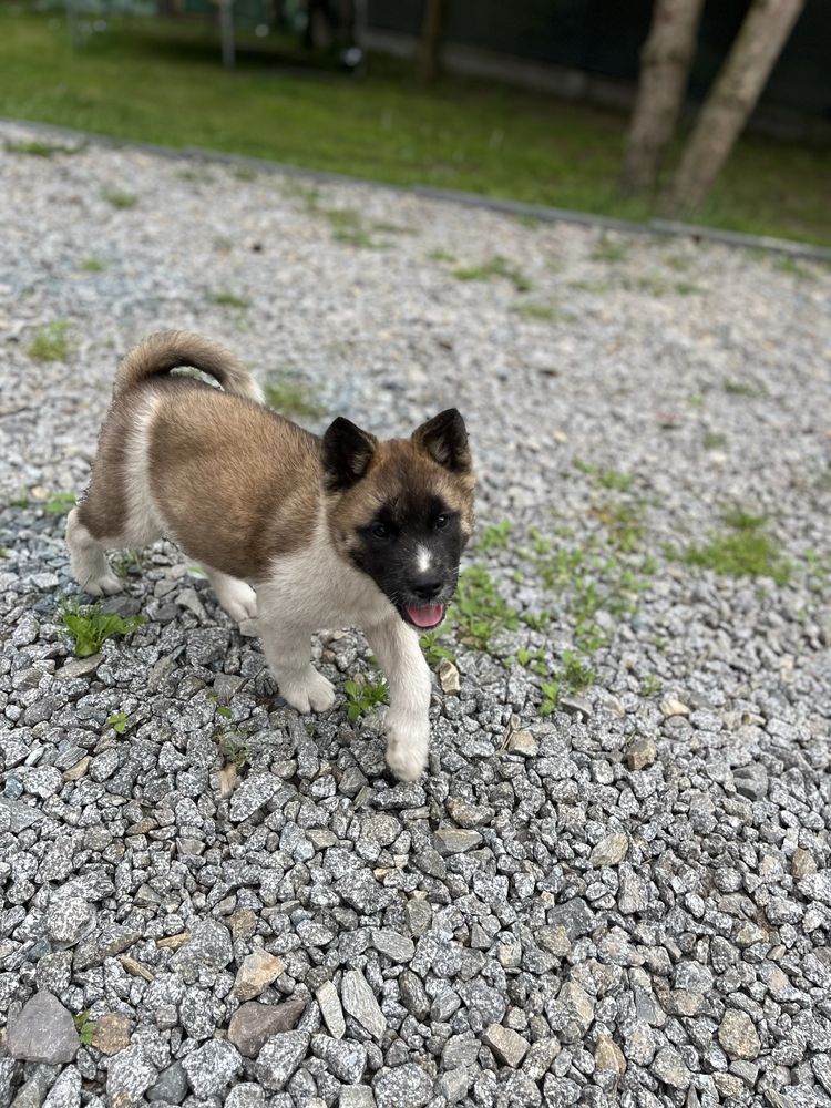 Akita amerykańska Suczka