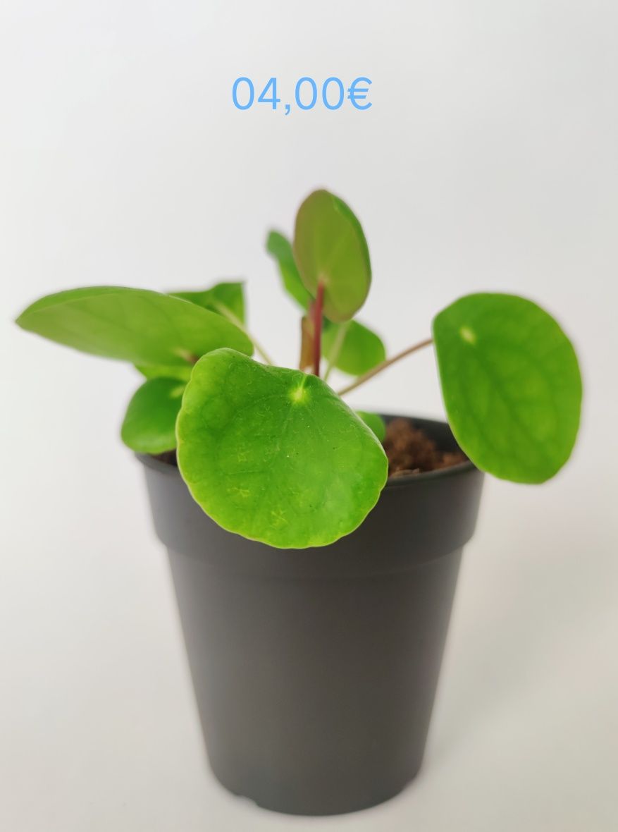 Planta bebé pilea peperomioides