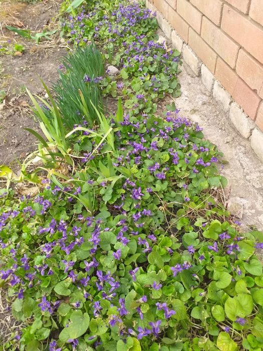 Хосты гвоздика водозбip