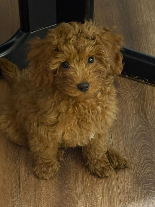 Pudel Toy/miniaturowy piesek Red Brown 12 tygodni Paszport