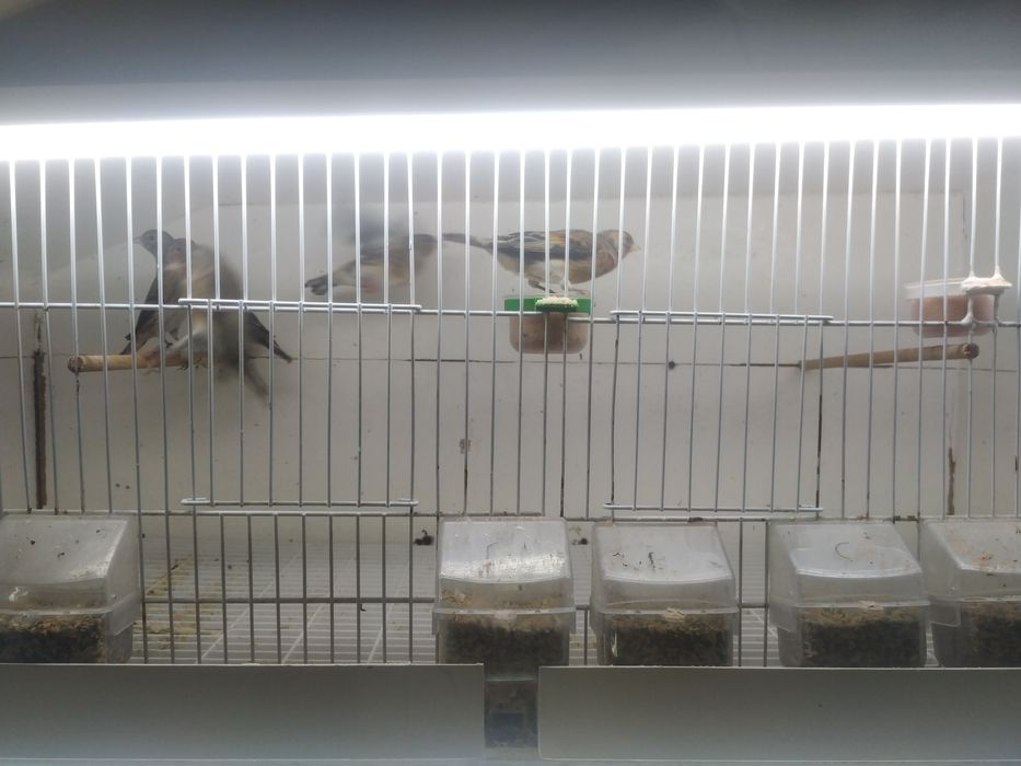 Mestiças de pinta canaria