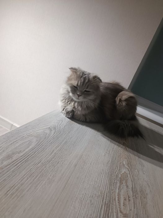 Шукаємо Шотландського принца