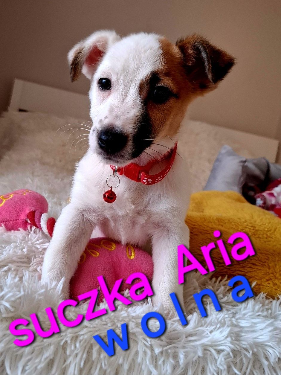 Słodka Aria !!! JRT już do odbioru RODZICE WHODOWLI