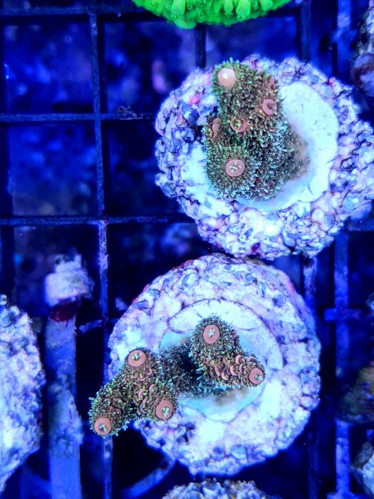 Acropora milleopora koralowiec akwarium morskie
