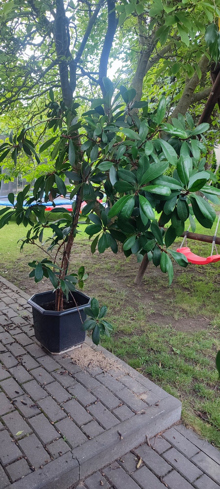 Sprzedam Fikusa 1.8m