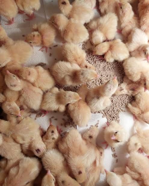 Продам суточных перепелов