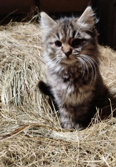 Oddam kotki w dobre ręce