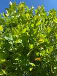 Platan klonolistny Tremonia 350-400 cm