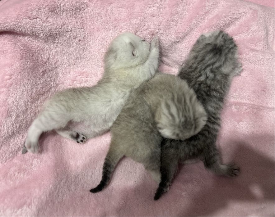 Кошеня британське хлопчик