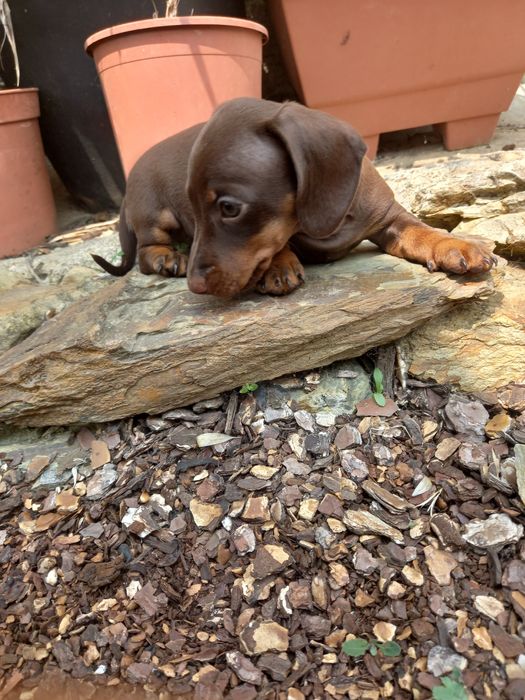 Teckel kaninchen menino top