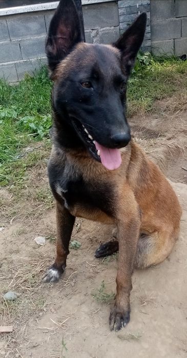 В'язка вівчарки Малінуа КСУ