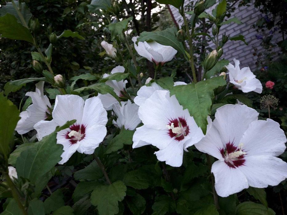 Гібіскус деревовидний