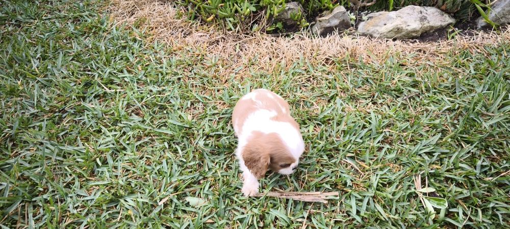 Cavalier king charles criado em ambiente familiar