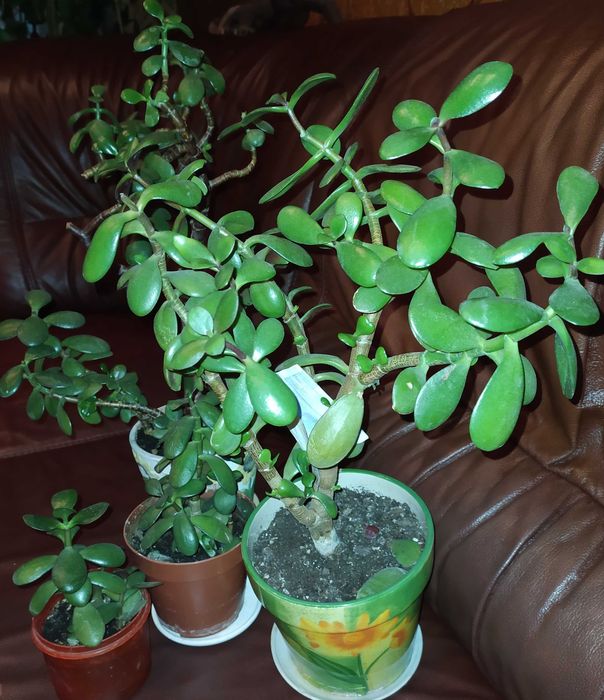 Цветы комнатные укорененные отростки: красула,молочай,педилантус