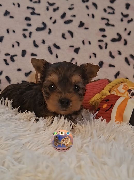 Suczka Yorkshire Terrier Blue Merle.NIEBIESKIE OCZKO.