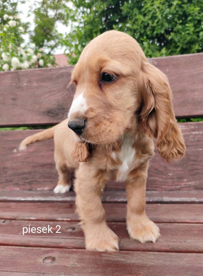 Cocker Spaniel Angielski