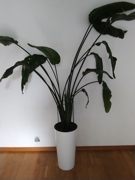 Strelicja w doniczce