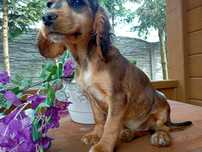 Cocker spaniel angielski sunia