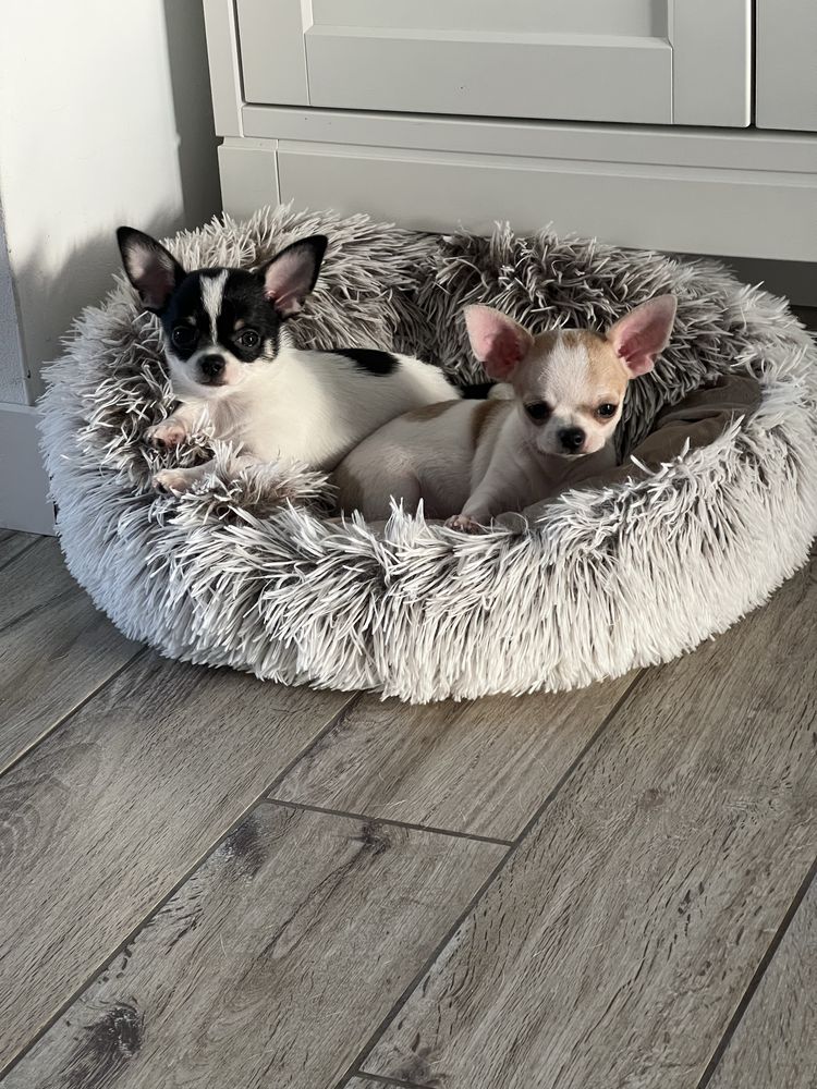 Chihuahua krótkowłosy ZKwP/ FCI
