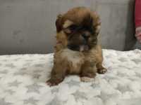 Shih tzu 2 pieski