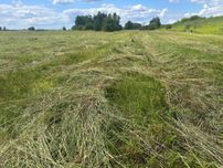 Oddam skoszona trawe 20ha powiat Kozienicki
