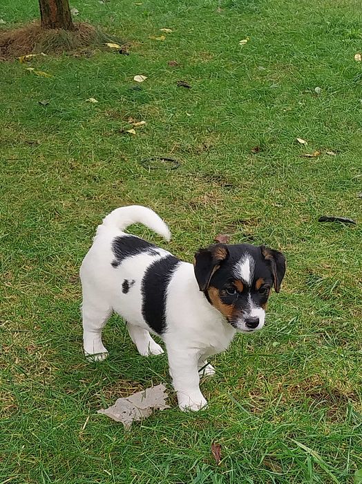 Jack Russell Terrier - Sunia