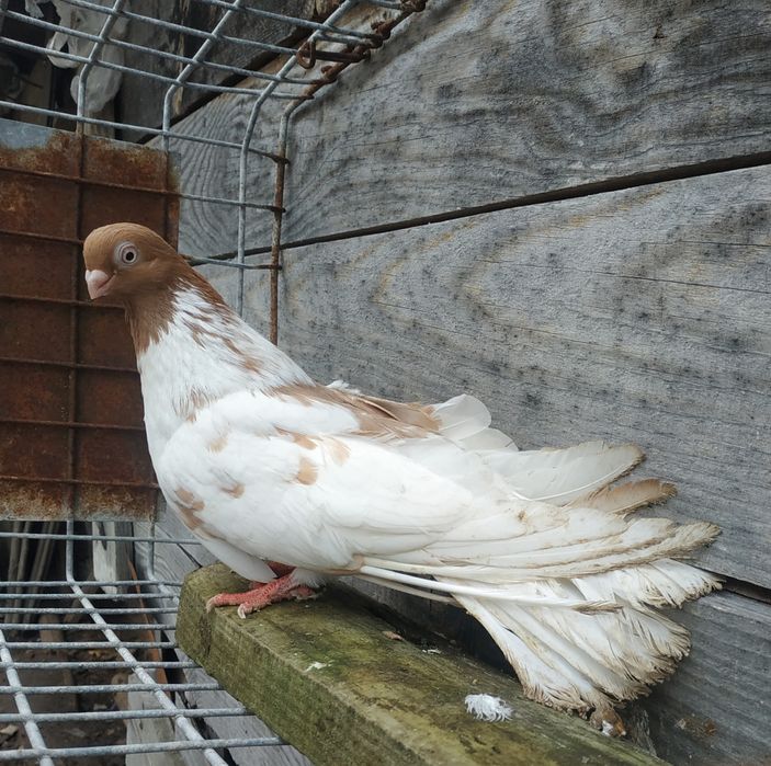 Gołębie zamojskie para