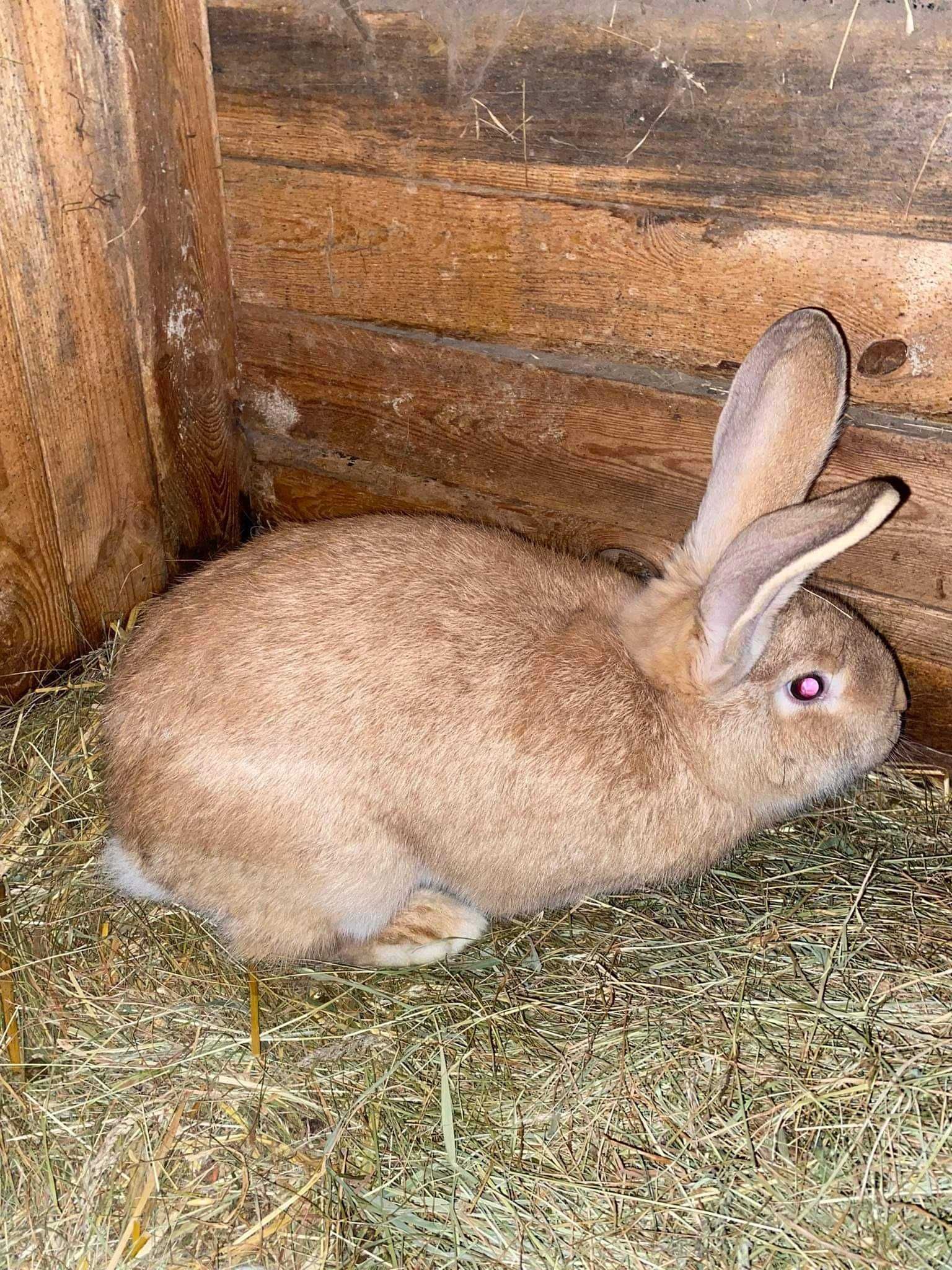 króliki  mieszane duże 7 kg.