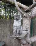 kotek Maine Coon rodowód FPL Felis Polonia