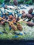Krewetki neocardina Blue Velvet