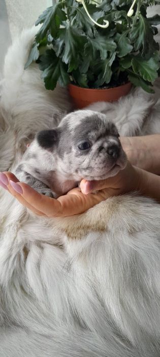 Міні-дівчинка французького бульдога