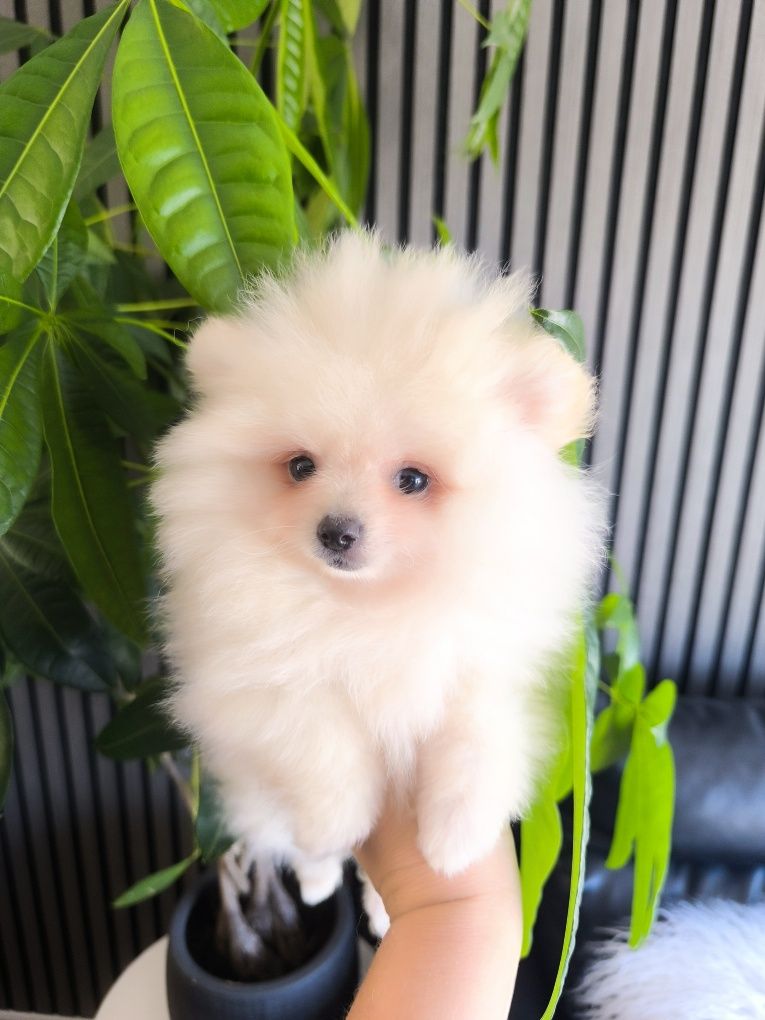 Spitz Anão/ Lulu da Pomerânia  Mini.