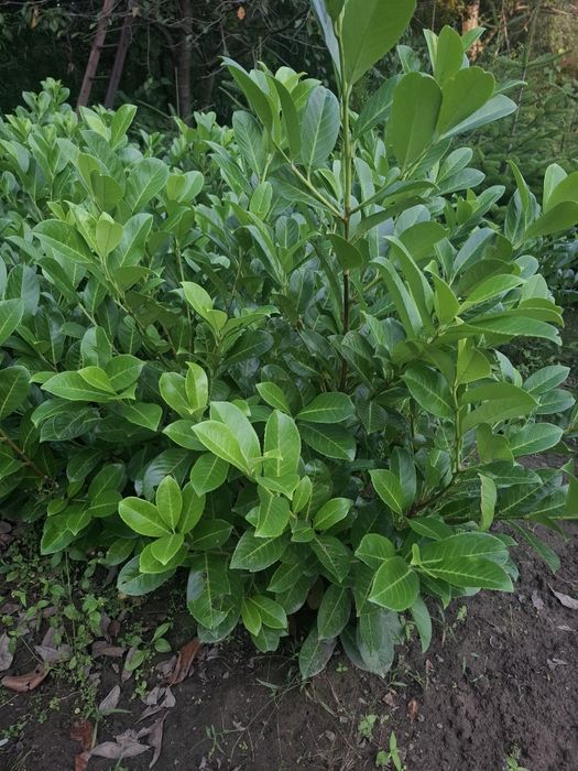 Laurowisnie dużo sadzonki mrozoodporne