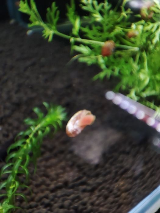 Slimaki zatoczek różowy 50 szt