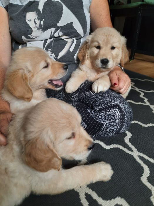 Szczeniak Golden Retriever