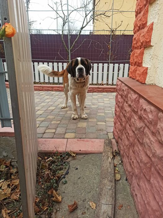 Дама шукає кавалера Сенбернар для в'язки