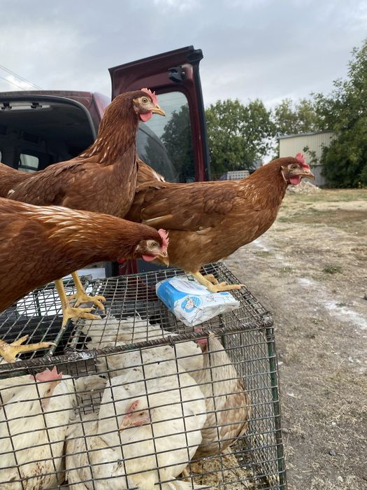 Молоді 5 місяців курочки